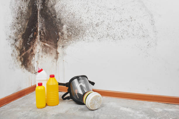 Best Mold Inspection  in Spencerport, NY