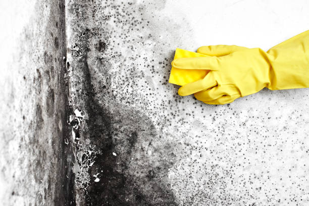 Best Emergency Mold Removal  in Spencerport, NY