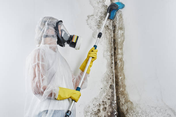 Home Mold Removal in Spencerport, NY