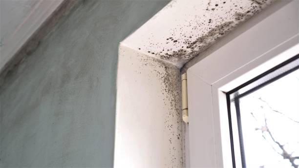 Best Mold Testing  in Spencerport, NY