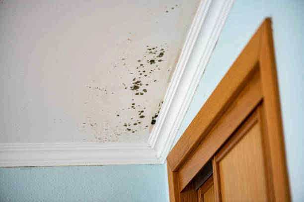 Best Mold Remediation Experts  in Spencerport, NY