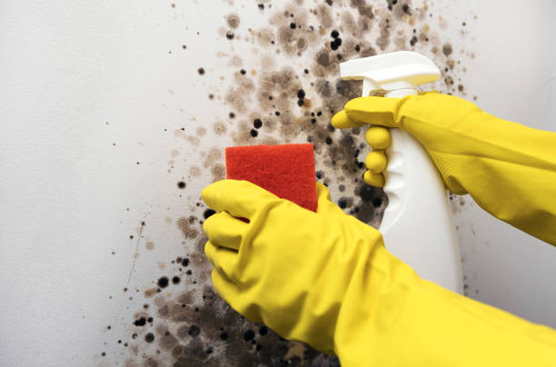 Best Emergency Mold Removal  in Spencerport, NY