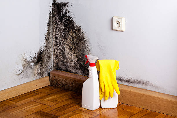 Best Mold Remediation  in Spencerport, NY