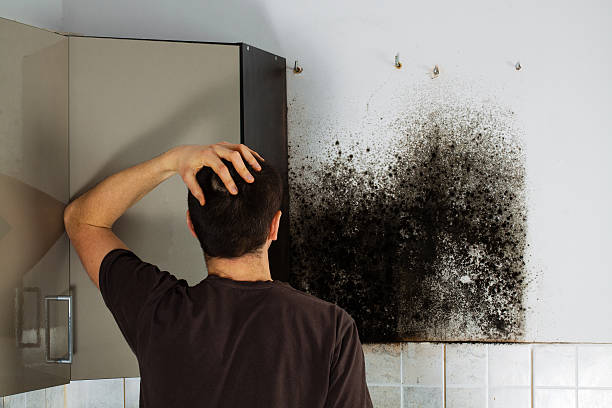 Best Professional Mold Removal  in Spencerport, NY